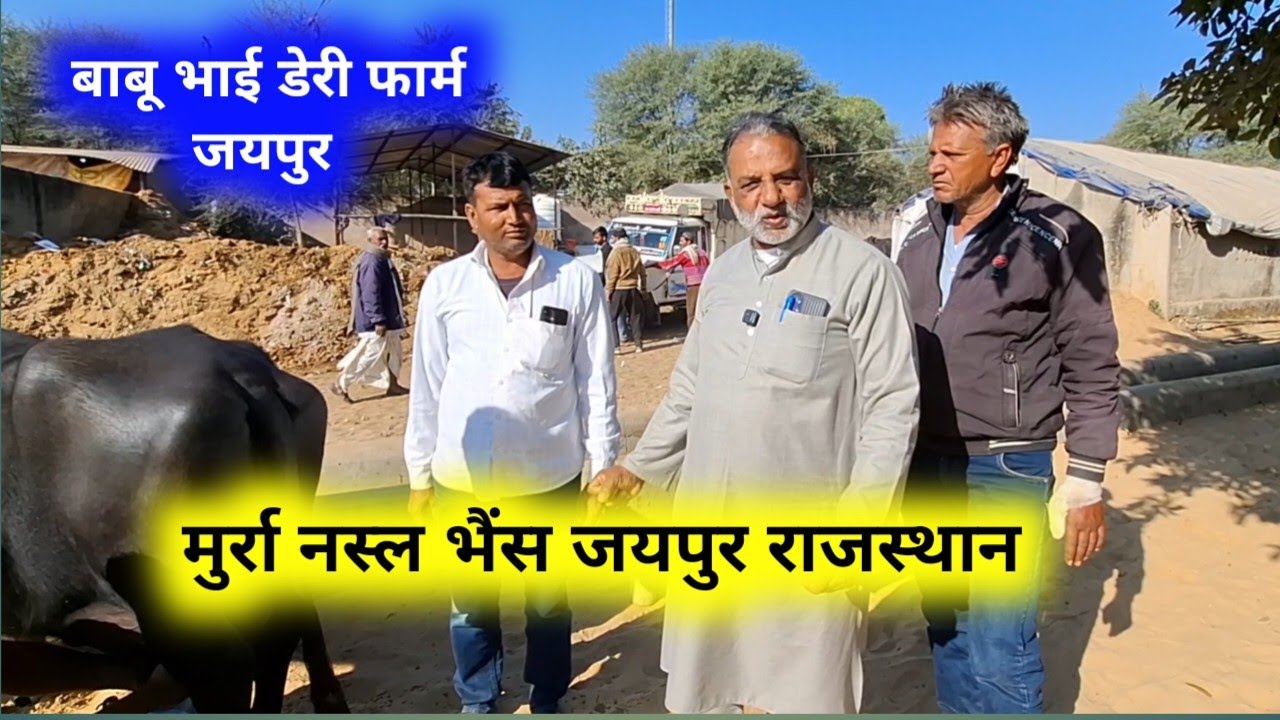 Babu Bhai Dairy Farm Jaipur 24 December 2025 Jaipur Animal Market Jaipur Buffalo Dairy Farm | pas...