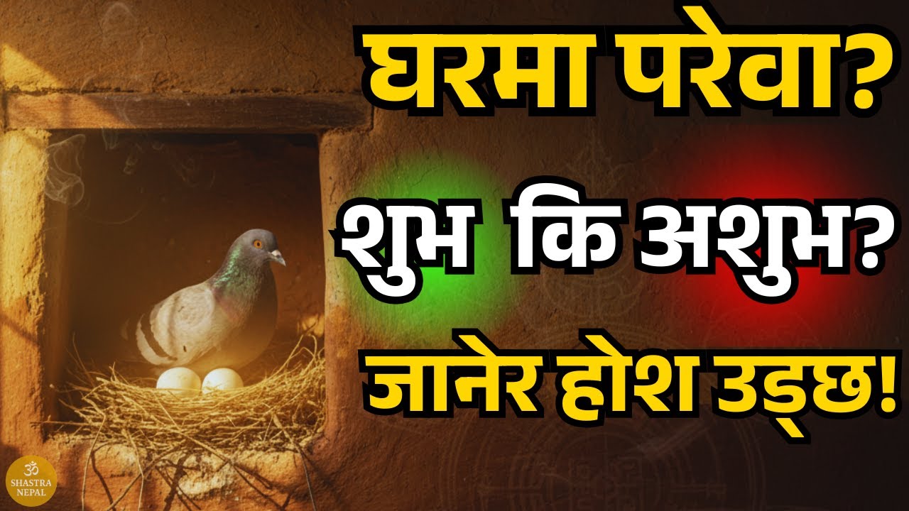 घरमा परेवाले अण्डा पार्नु शुभ हो कि अशुभ? रहस्य थाहा पाएर होश उड्नेछ! Shastra Nepal