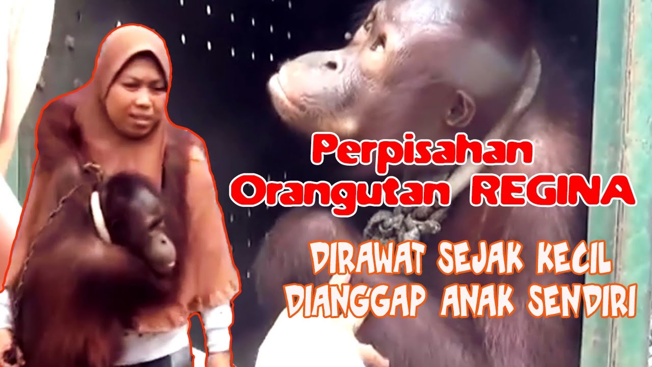 HARU Perpisahan Regina, Orangutan Kaltim dengan Pengasuhnya | Momen 2018