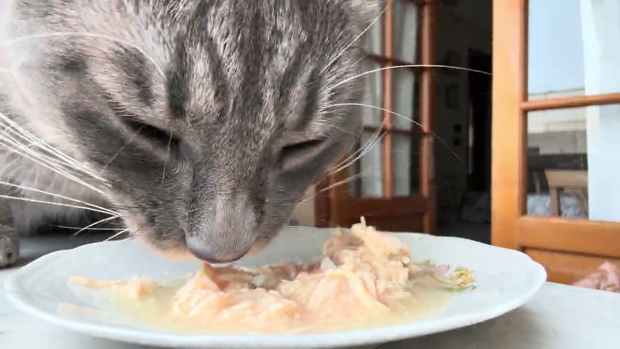 Scatoletta Oasi pollo e anatra