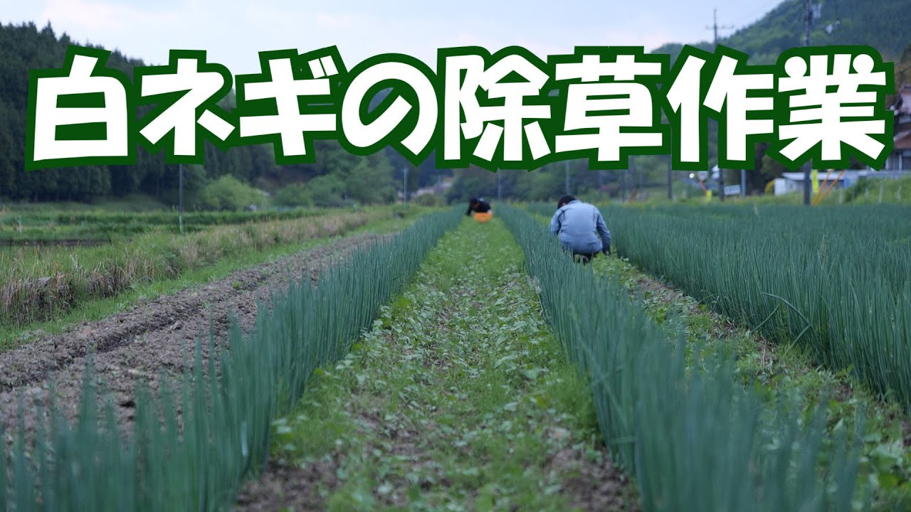 白ネギ圃場などの除草作業20/5/19＃972