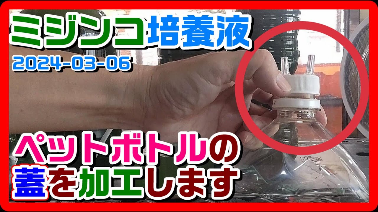 ミジンコ培養液をペットボトル培養する時の蓋を改造する！【タマミジンコ本舗】