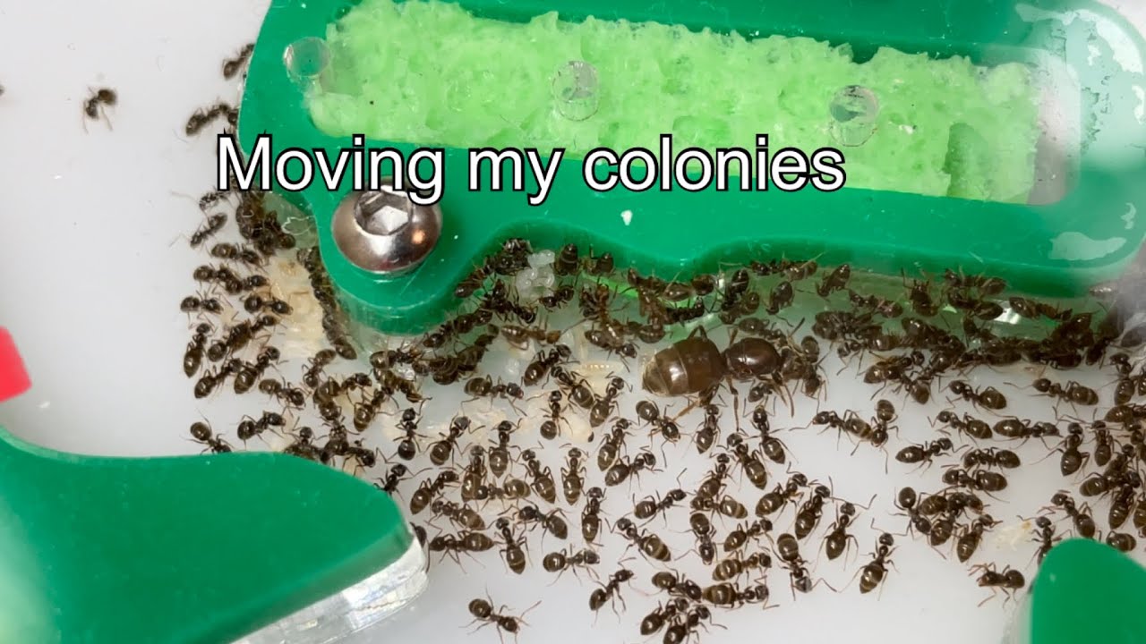 Перемещаю свои колонии Crematogaster cerasi и Lasius neoniger в новые гнезда.