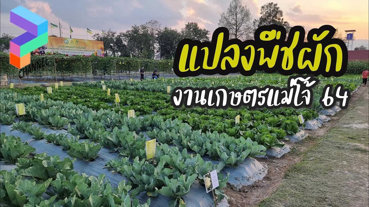 แปลงพืชผัก งานเกษตรแม่โจ้ 64