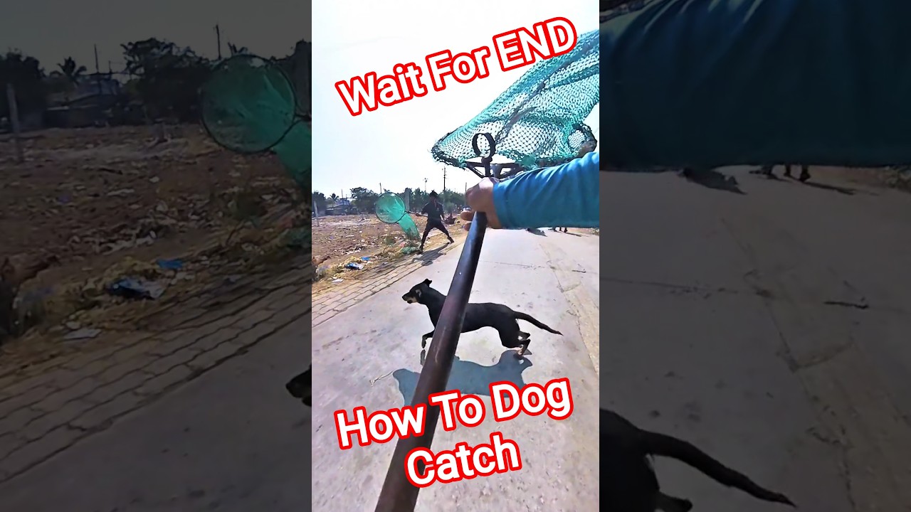 ABC dog catching fails #streetdogrevival #sigma #shorts #ytviral #pets #dog #animals