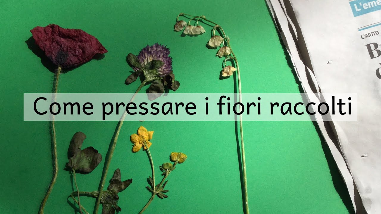 COME PRESSARE I FIORI RACCOLTI