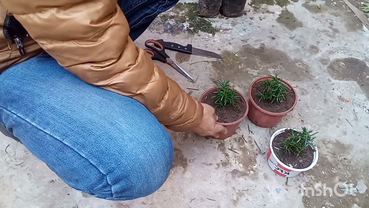 كيفية غرس اليازير أكليل الجبل