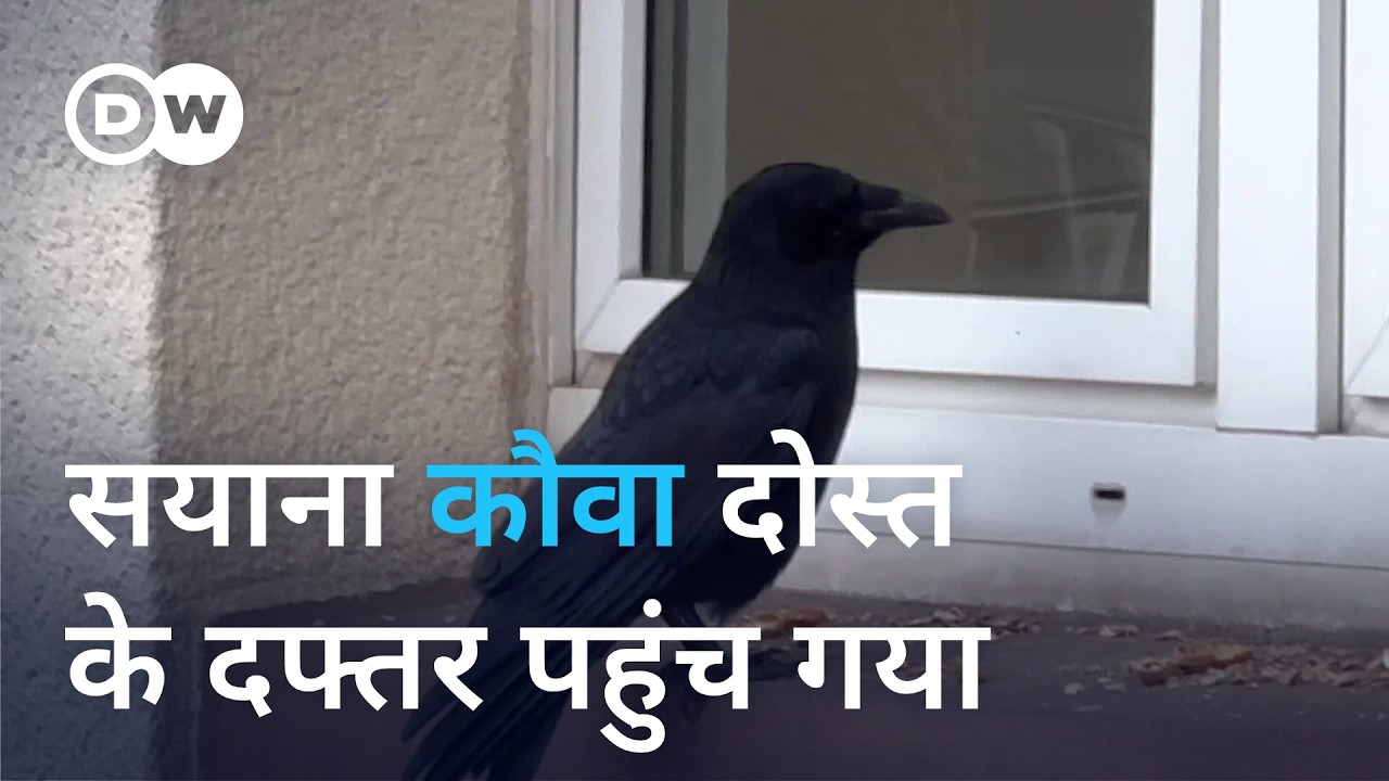 कौवे की चतुराई बनी दोस्ती की मिसाल [Crow intelligence sets the stage for a remarkable friendship]