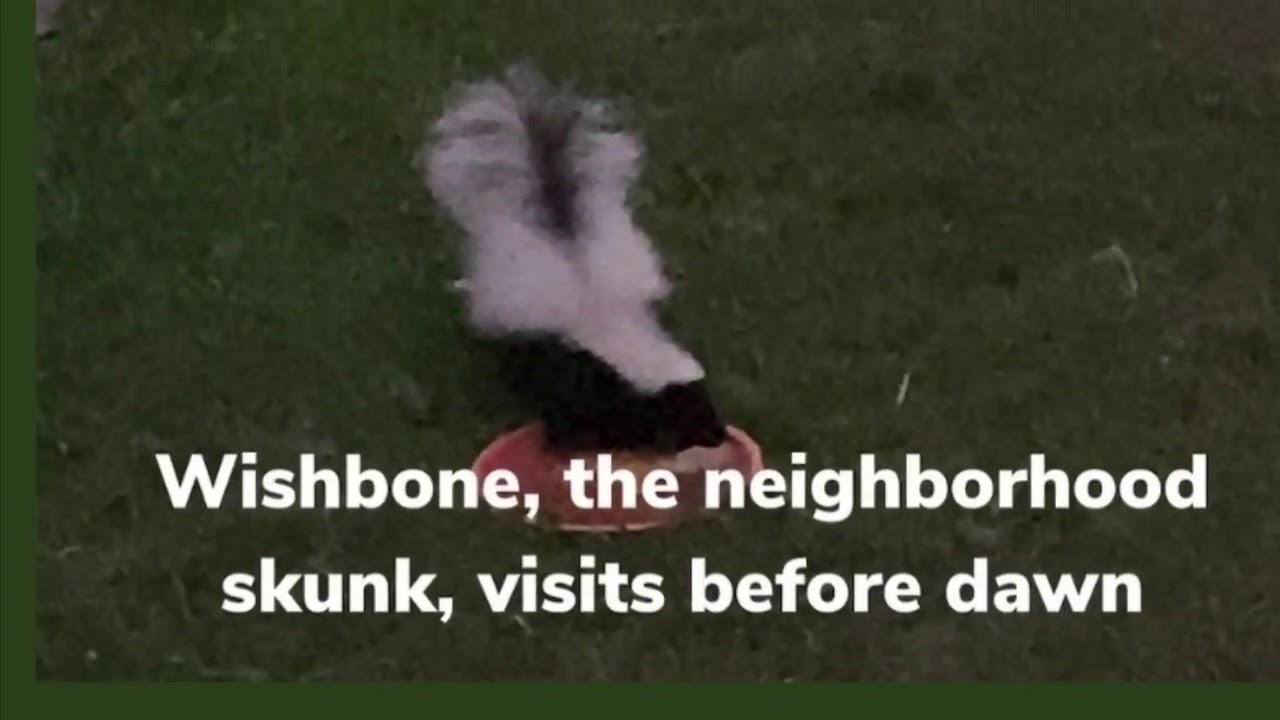 Wishbone, the neighborhood skunk, visits before dawn, by Susilee Dean