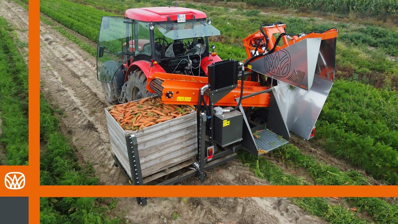 Zbiór marchewki kombajnem WERINGEN RVE-1 - wersja do skrzyniopalet