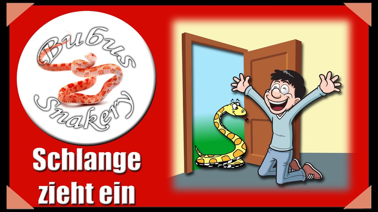 Eine neue Schlange zieht ein, was sollte man in den ersten Tagen beachten?