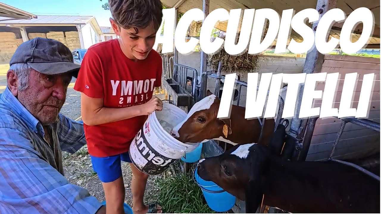 👉 Come nutriamo i vitellini 🐄 | Latte, cibo e tanto amore | In Cascina con Filippo e Nonno Carlo