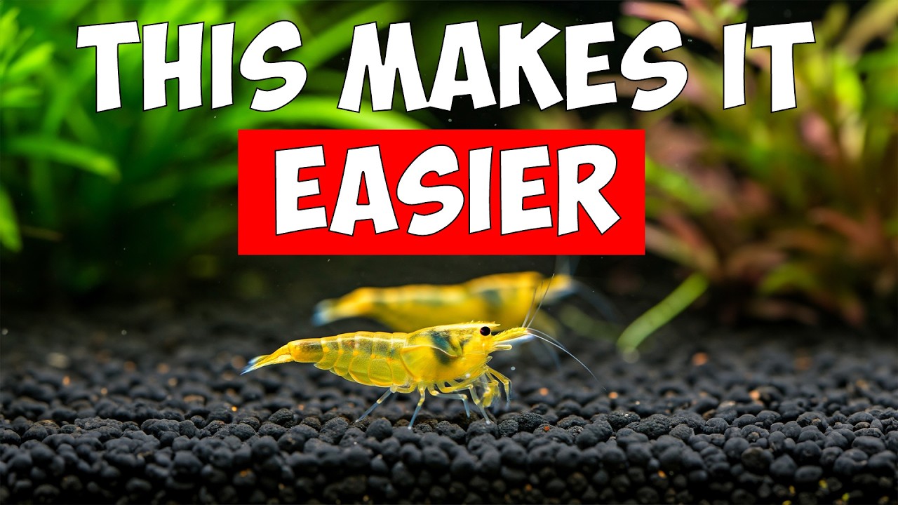 7 Habits That Will Instantly Improve Your Shrimp Keeping 🦐