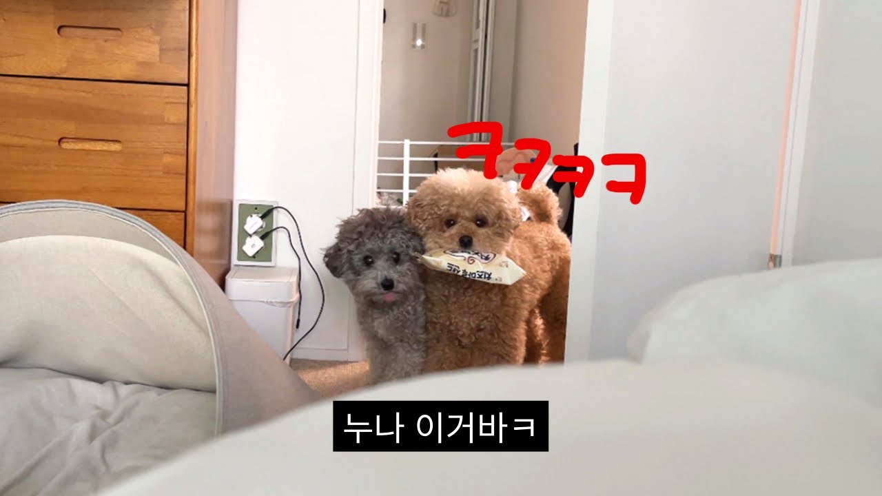 쓰레기통에서 자꾸 뭘 주워오는 강아지