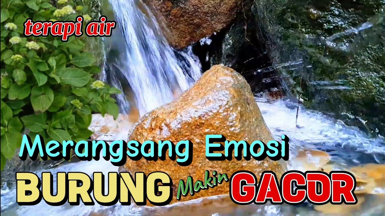 terbaik untuk terapi burung biar makin gacor, merangsang emosi burung