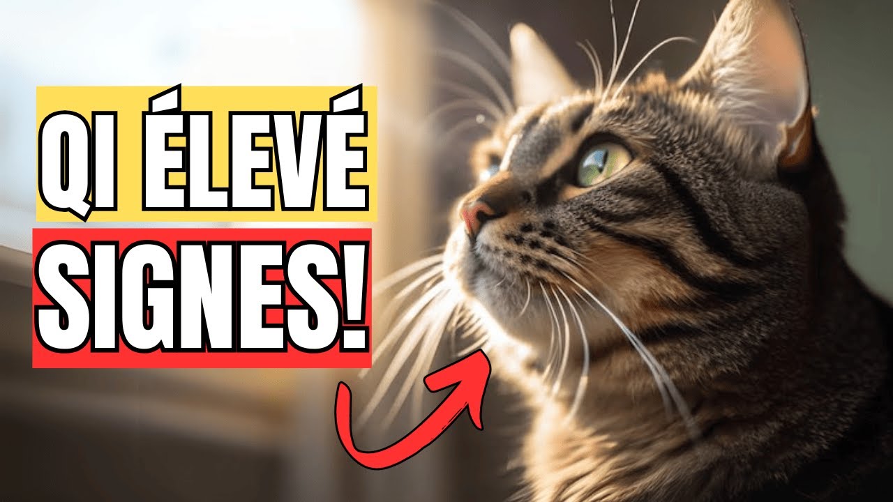 10 Signes &Eacute;tonnants que Ton Chat est un Vrai G&eacute;nie !