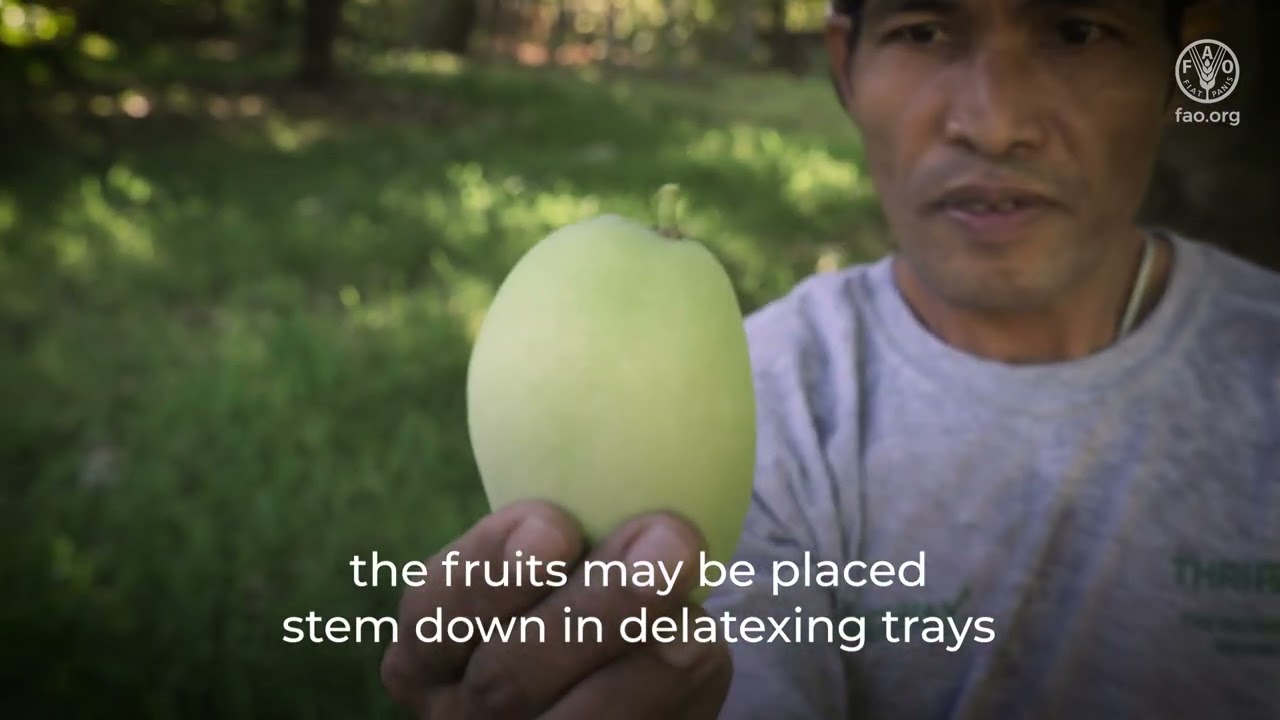 Technical tips to maintain quality and reduce food losses in mango value chains - Harvesting