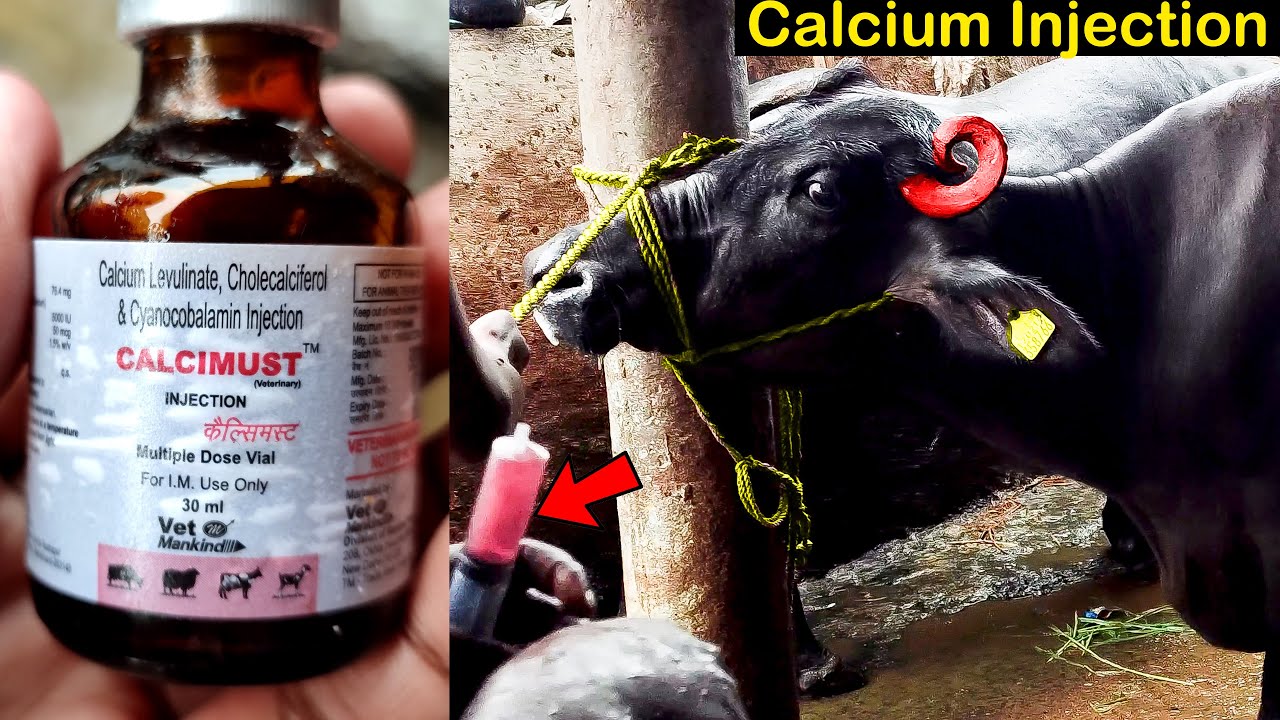 Buffalo Video | Calcimust Calcium Injection | Increase Milk Production