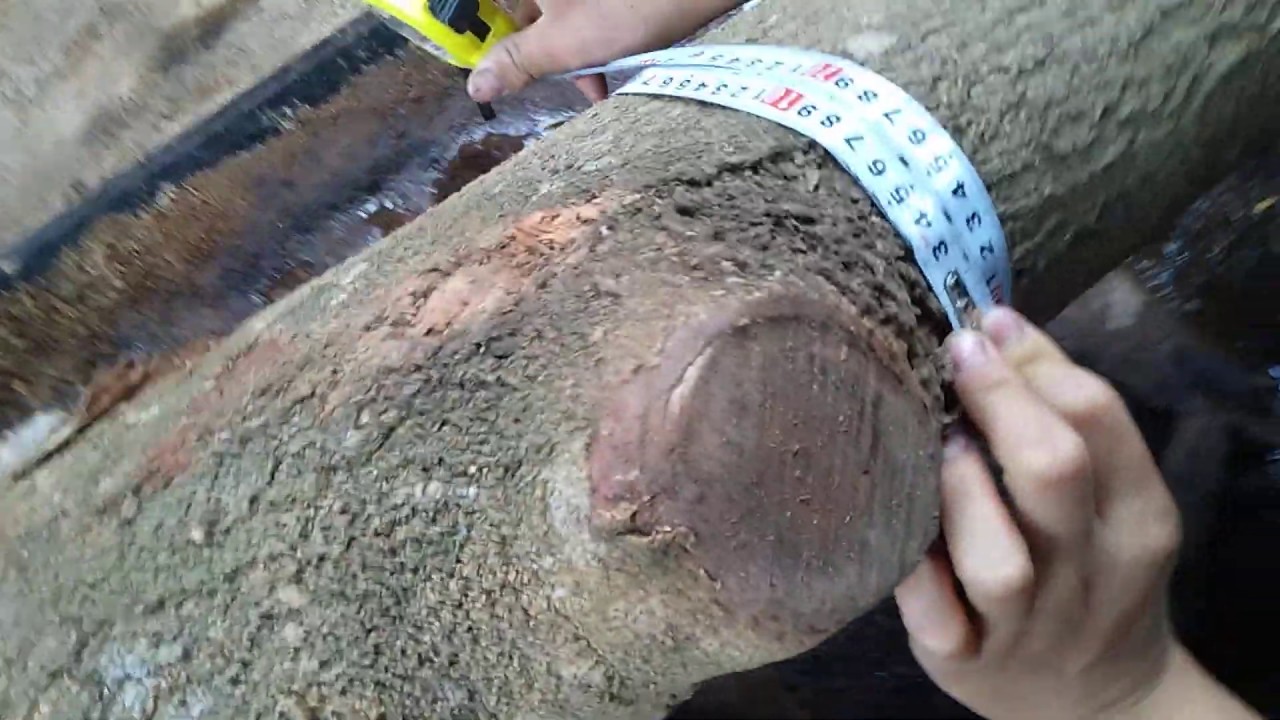 Dạy đệ Tín khối khúc gỗ keo/cách tính khối lượng gỗ tròn ra phân tấc cho bạn chưa biết|lh.0914132256