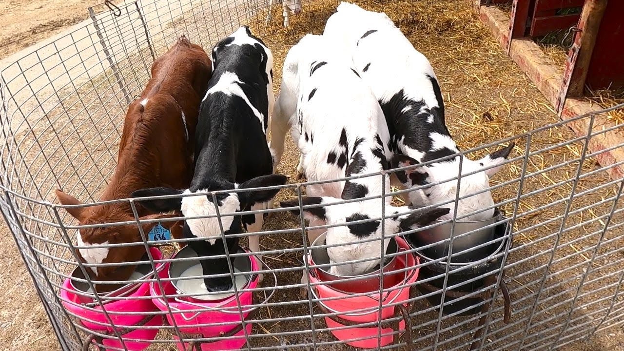 Milking Cows, Feeding Calves, and Cleaning The Barnyard!