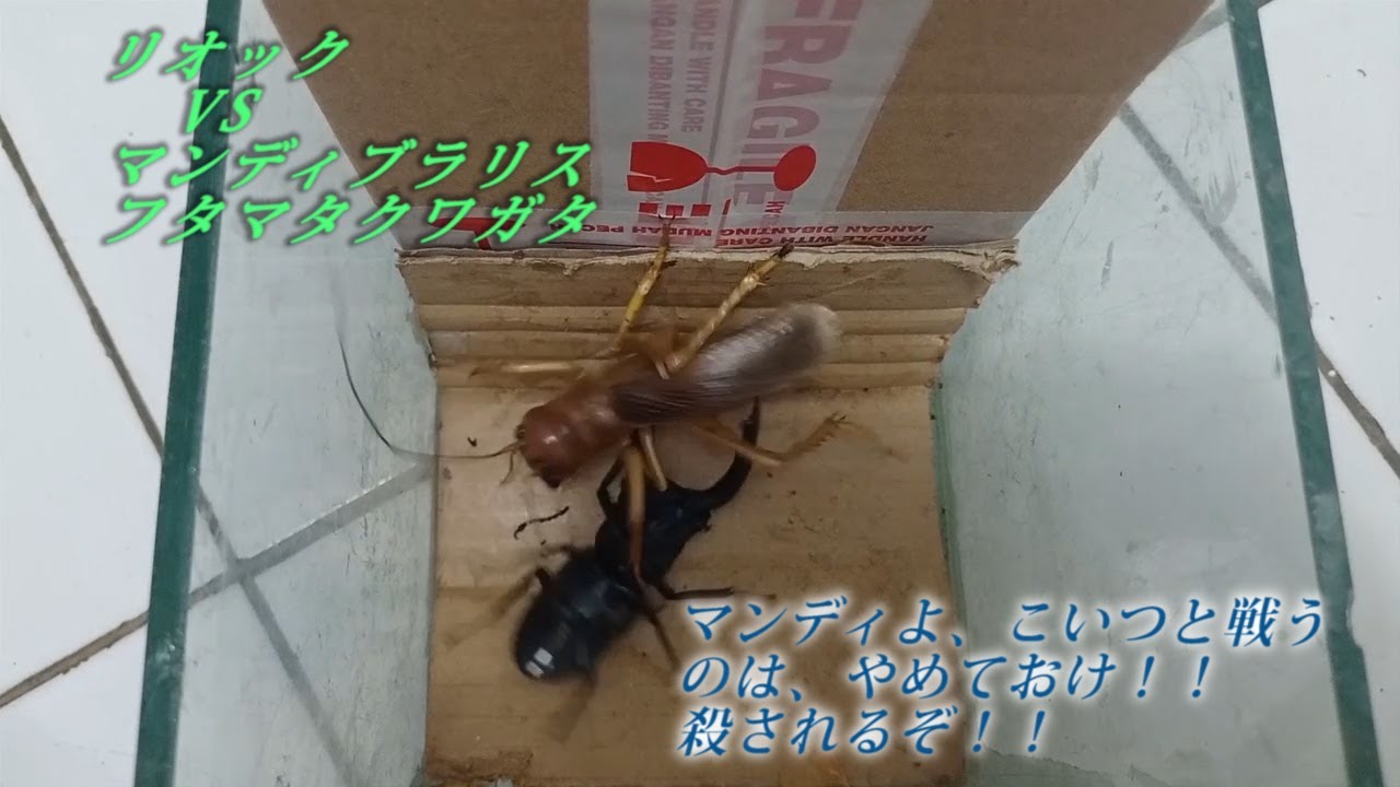マンディブラリスフタマタクワガタ VS リオック