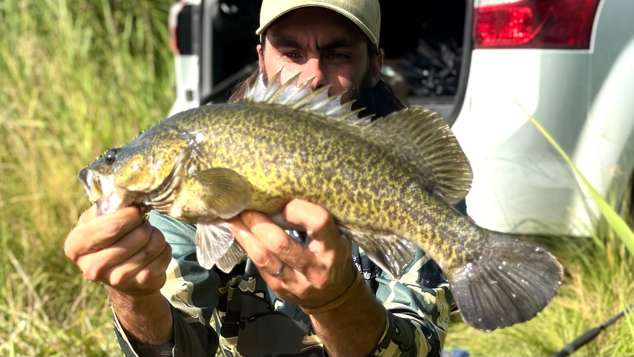 Murray cod on tasty cheese