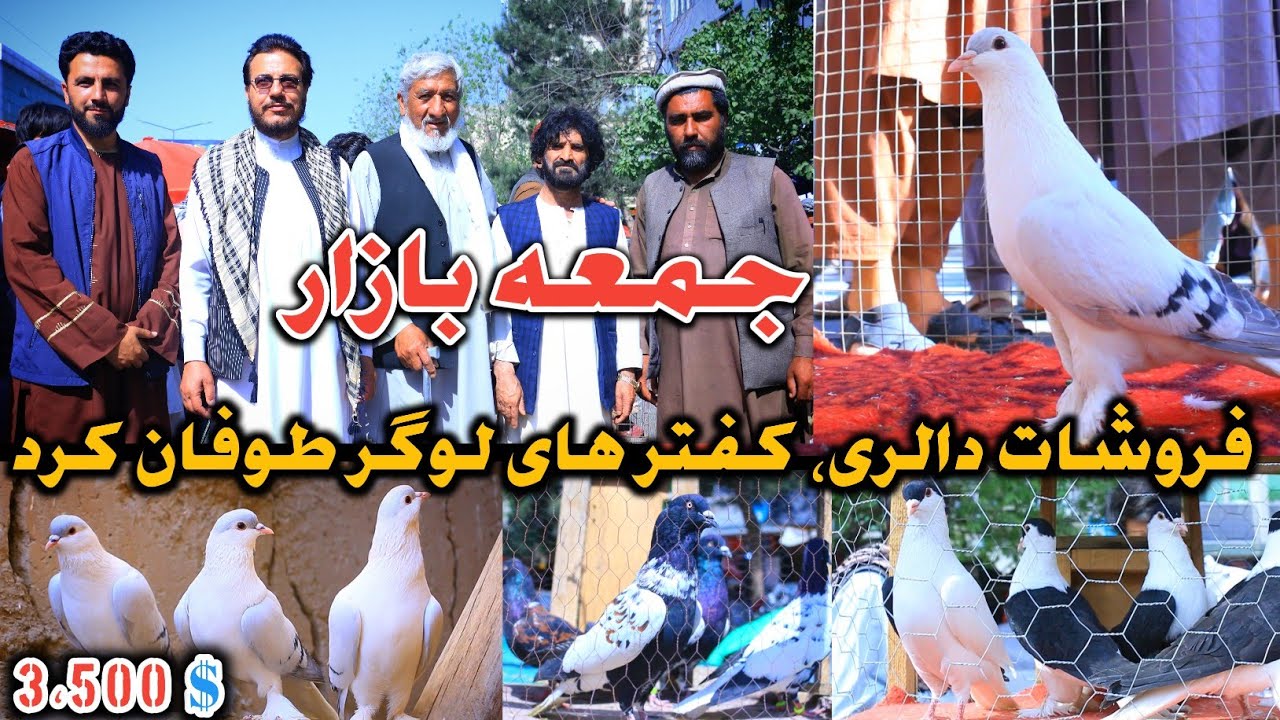 فروشات دالری،3،500‌$ کفترهای لوگر طوفان کرد|کاکا نسیم دوچپ|افشای راز چهل ساله کفتر توسط خلیفه احمد 👀