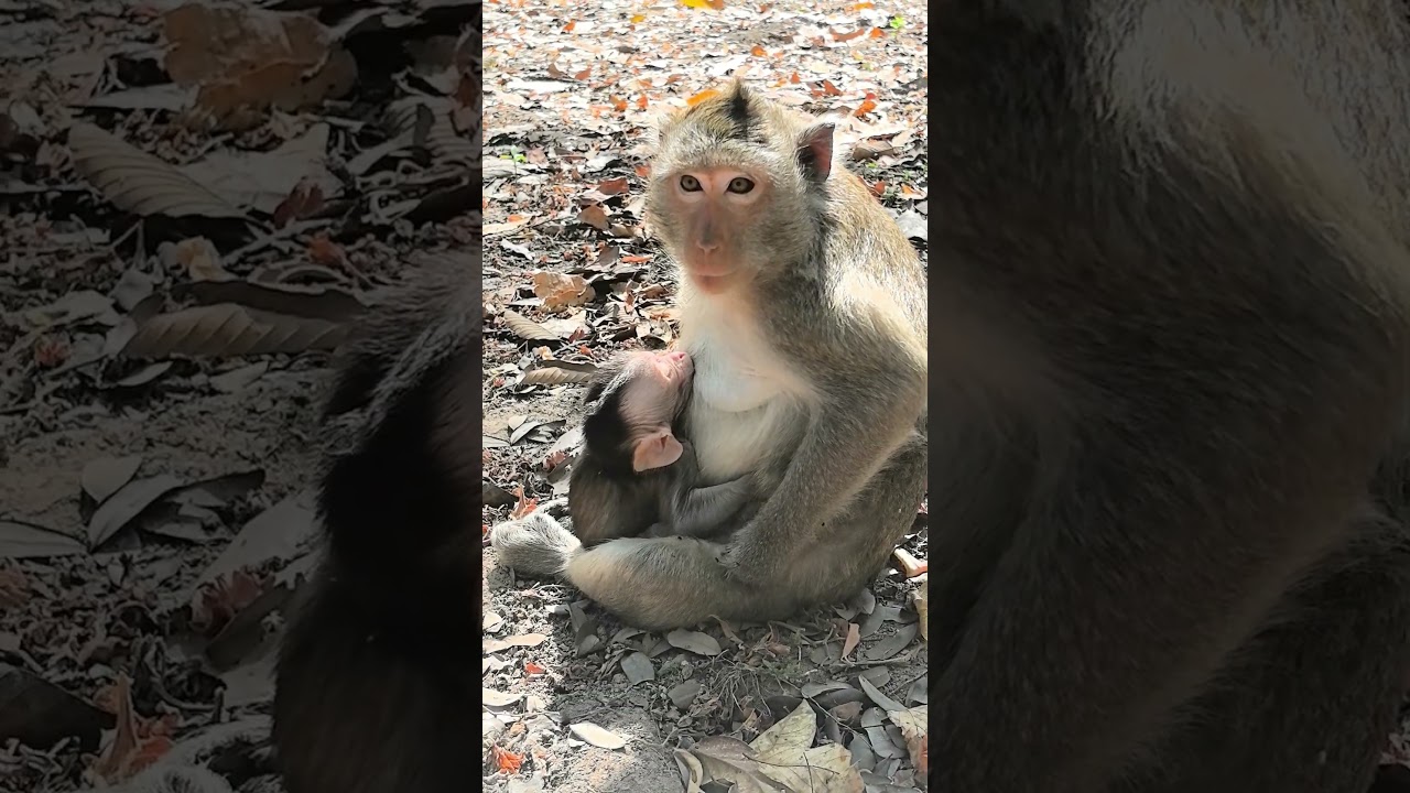 Really Lovely Adorable Baby & Mom care Baby Monkey​​ #reels #fypシ゚viralシ #fypシ゚viralシ #Shorts