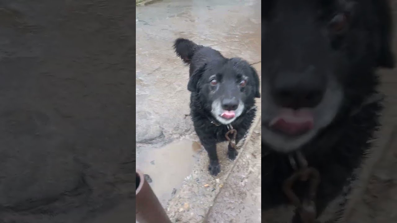 Джек самый верный друг, умный, благодарный