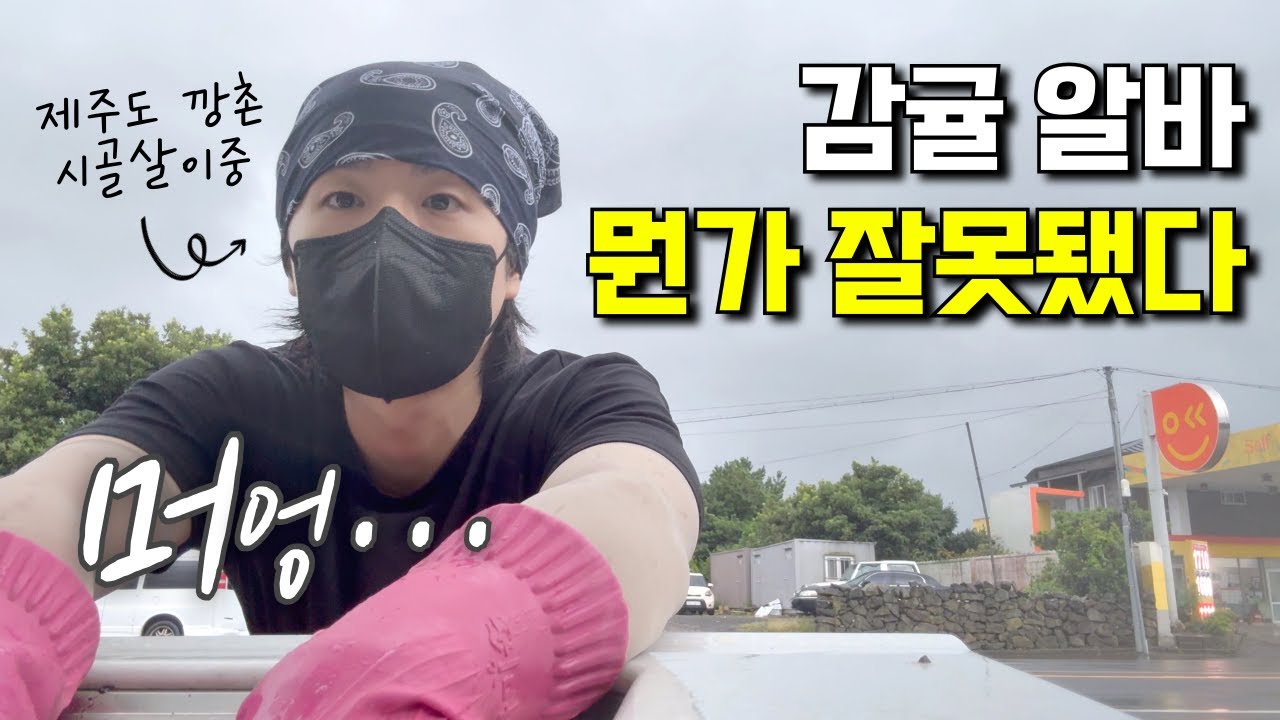 제주도 감귤 농장 알바 | 30대 시골 일상 집밥 전원생활 브이로그