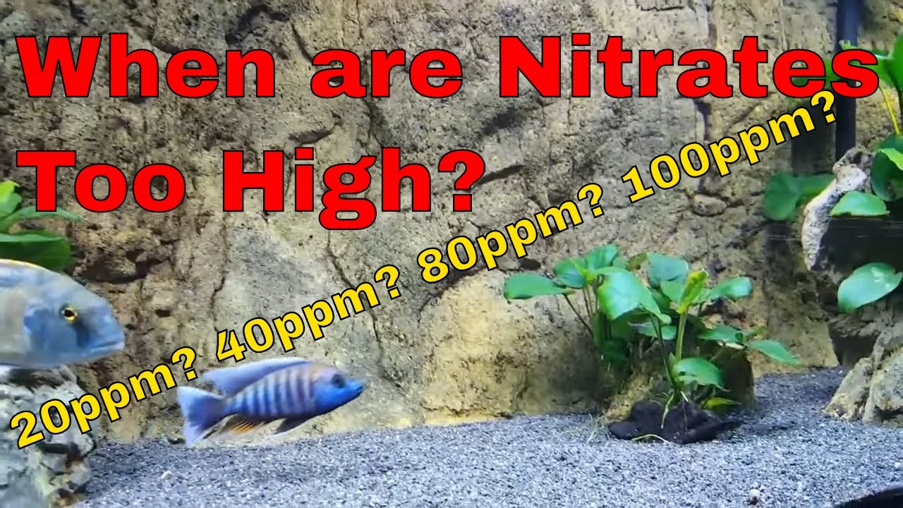 NITRATES at 40ppm, DON'T KILL YOURSELF! [We Worry TOO MUCH!] - What PPM is Too High?