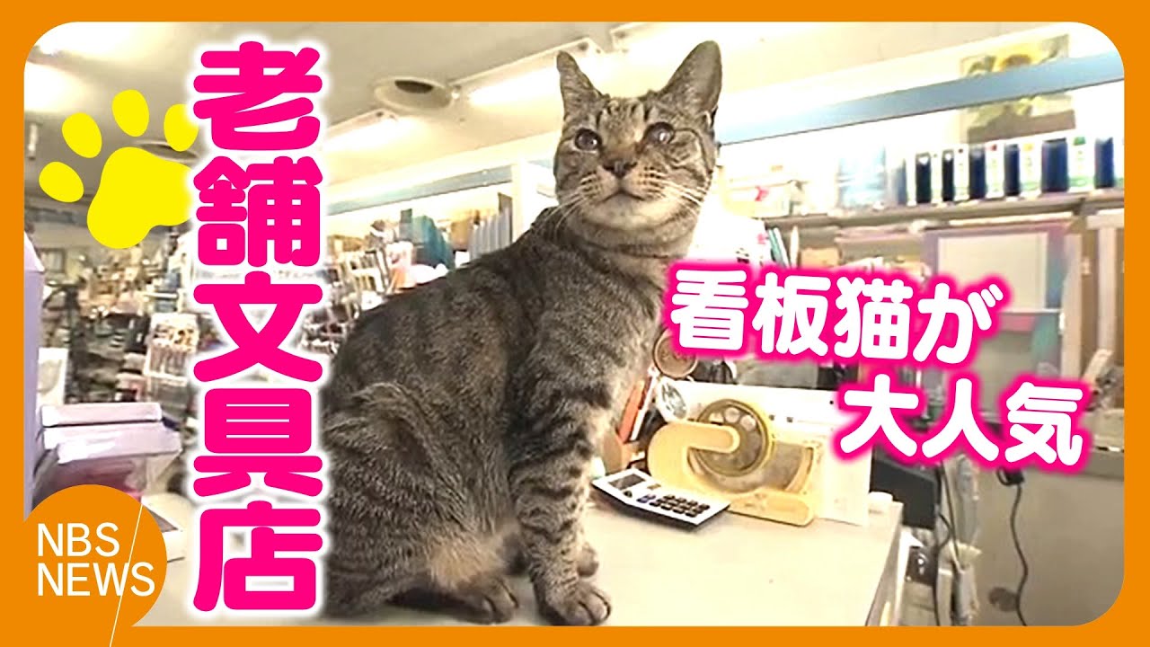 SNSで人気の看板猫2匹　老舗文具店の店長は野良猫だった「シマ子」13歳、保護猫だった見習い中の「シポ子」4歳　「癒やされる」と多くのファンが　まさに“招き猫”「いなくなったら店が傾いちゃう」