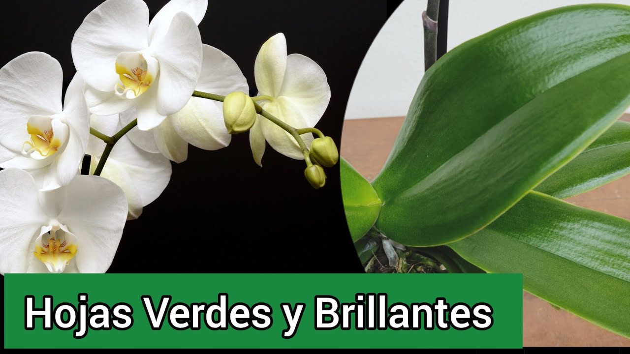&iexcl;Orqu&iacute;deas Radiantes! Consejos para Hojas Verdes y Brillantes 🌿🌸