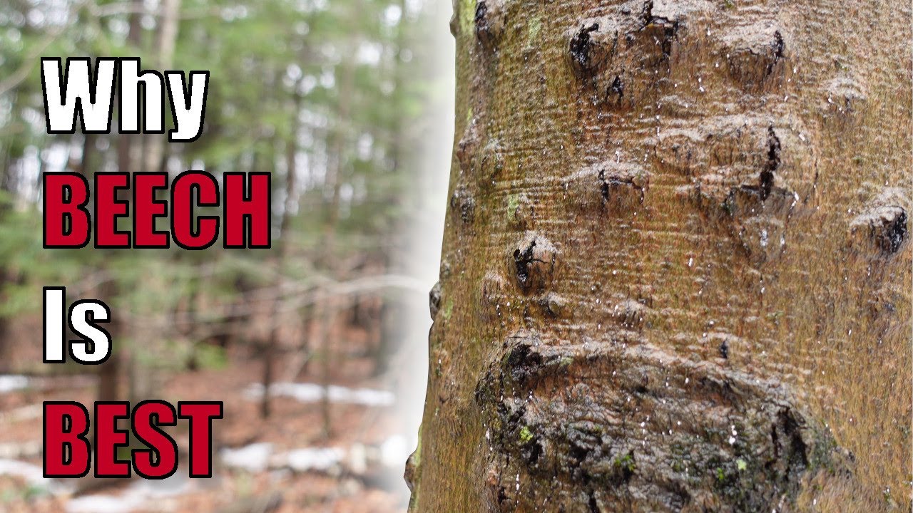 Is Beech the Best Firewood?