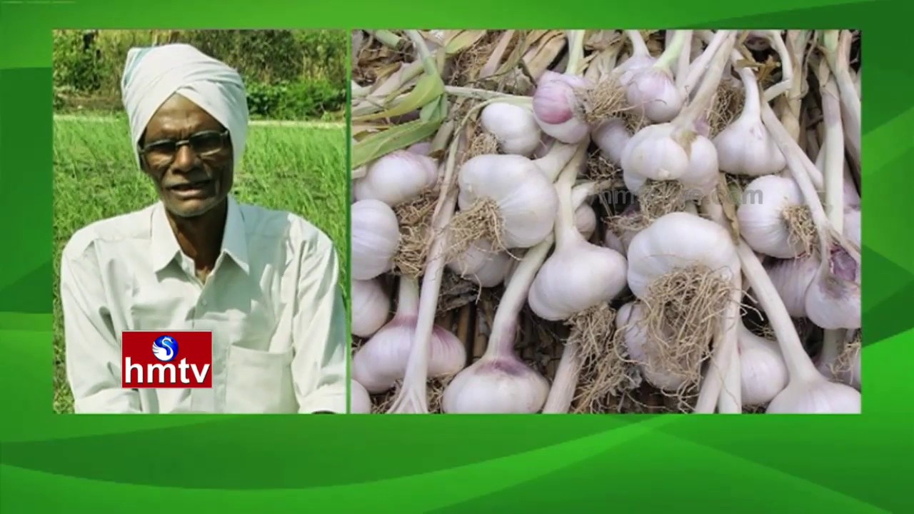 Success Story Of Garlic Cultivation Farmer | Natural Farming | RR Dist | Nela Talli | HMTV