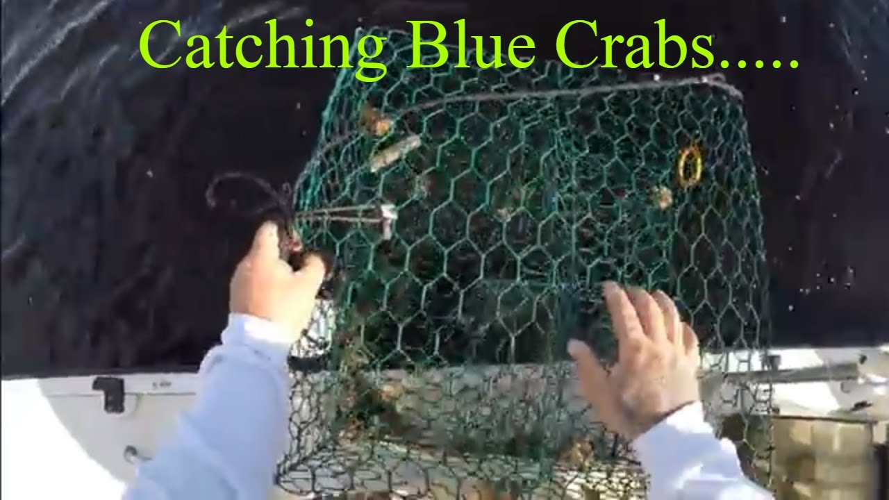 CATCHING BLUE CRABS IN DAYTONA