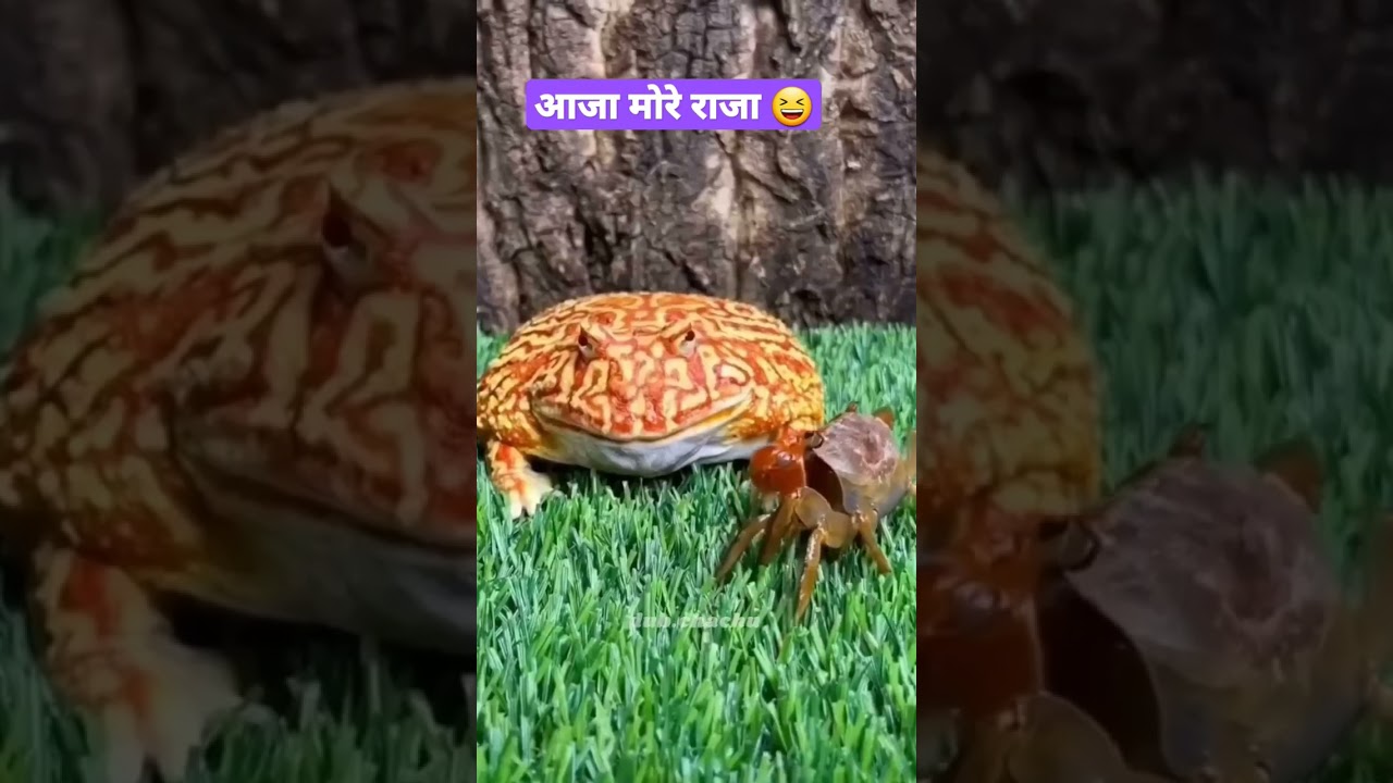 And that's how he became a vegetarian... | Dubbing | Animals dubbing | dub Chachu | #dubbing