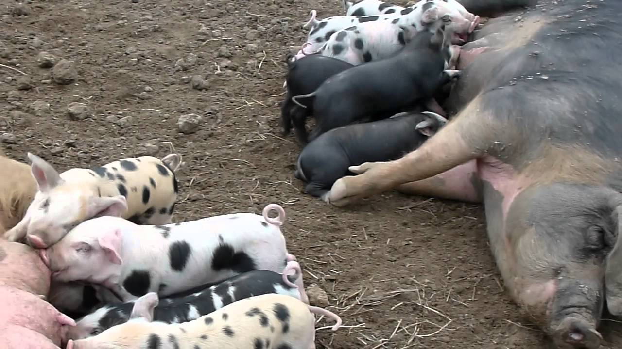 allaitement animal amusant