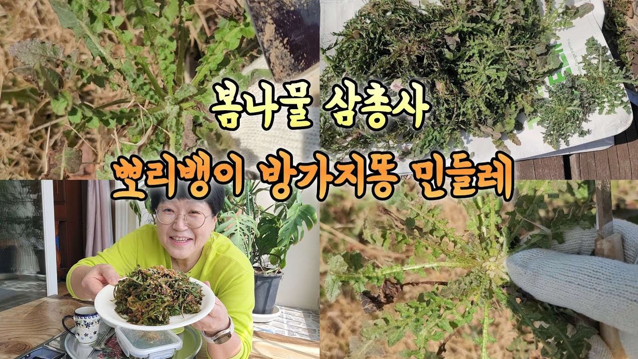 봄나물 삼총사 뽀리뱅이 민들레 방가지똥 벌써 맛 봅니다 와! 봄이다