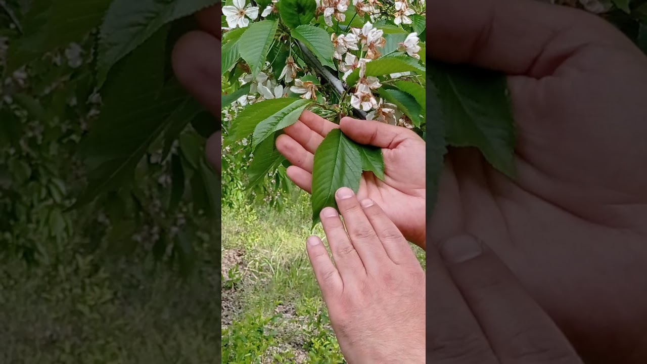 Kiraz Kök Boğazı Çürüklüğü Phytophthora palmivora + Fusarium spp.