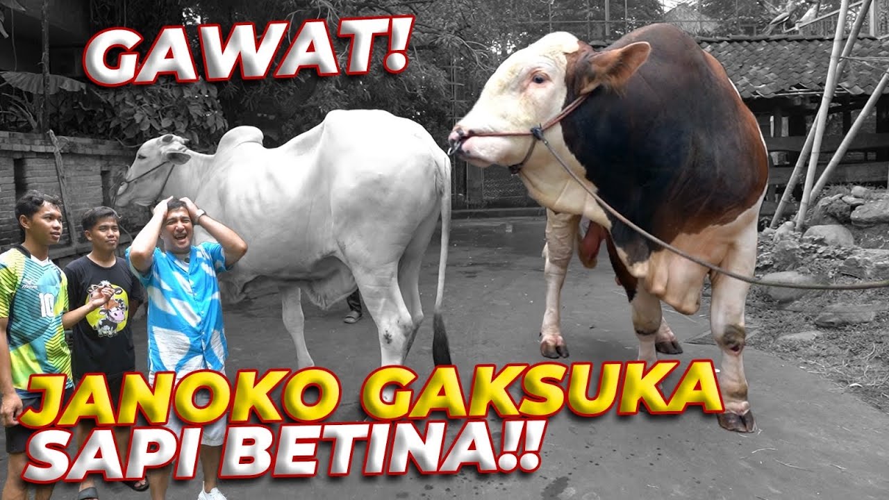 GW BINGUNG! QURBAN SEBENTAR LAGI TAPI JANOKO TAK KUNJUNG KAWIN!