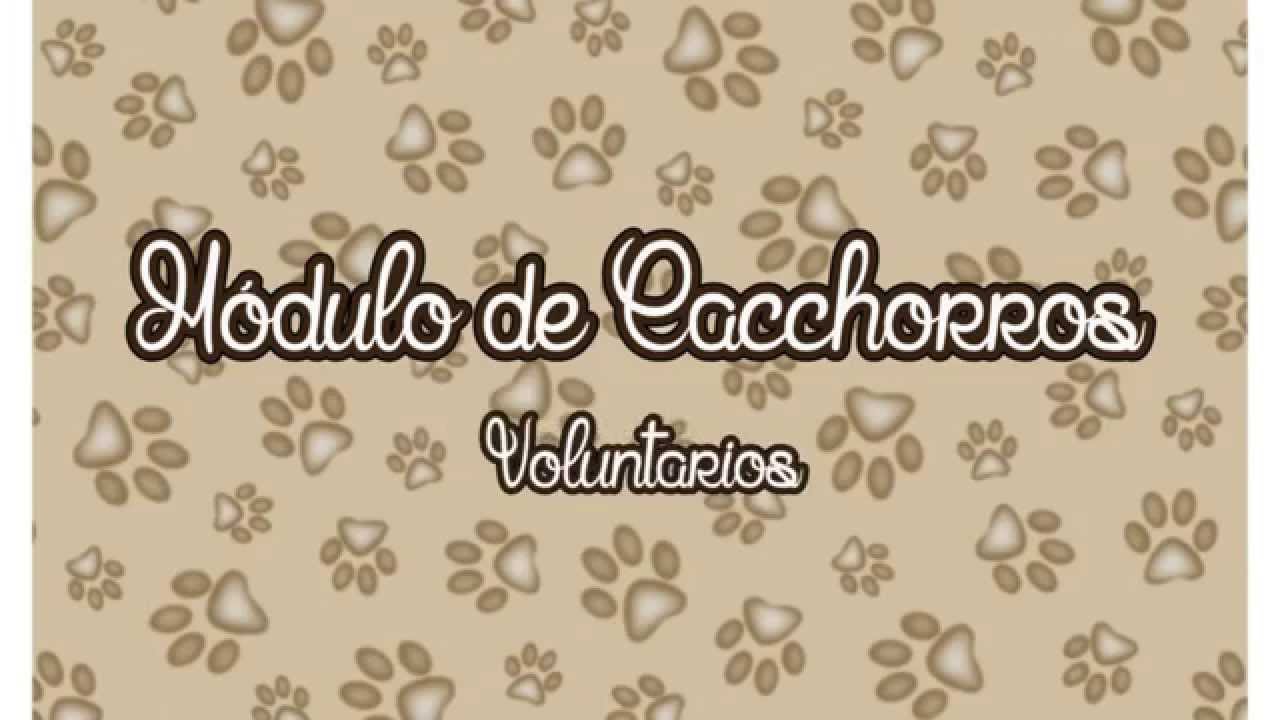 Voluntarios Cachorros - Protectora de Animales Málaga
