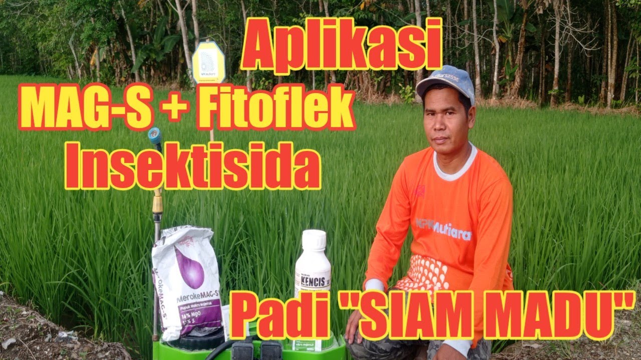 Aplikasi MAG-S, Fitoflek dan Insektisida di Padi Siam Madu Umur 45 HST #padi #insektisida #MAG-S