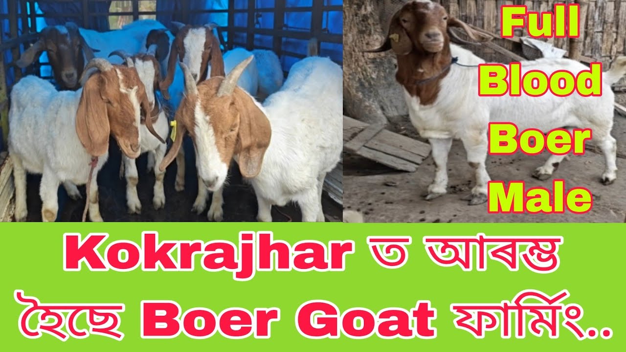 Kokrajhar ত আৰম্ভ হৈছে Boer ফাৰ্মিং..(Goat Farming in Assam)7002283104