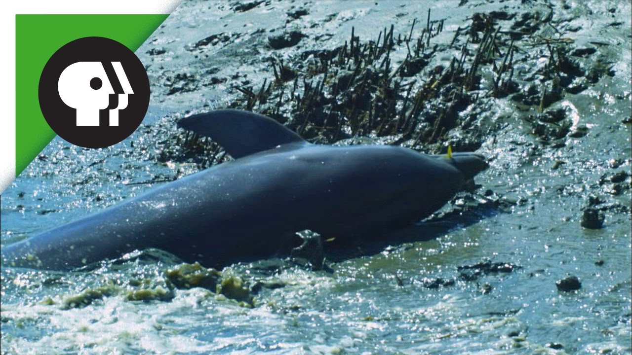 Dolphins Beach Themselves to Catch Fish