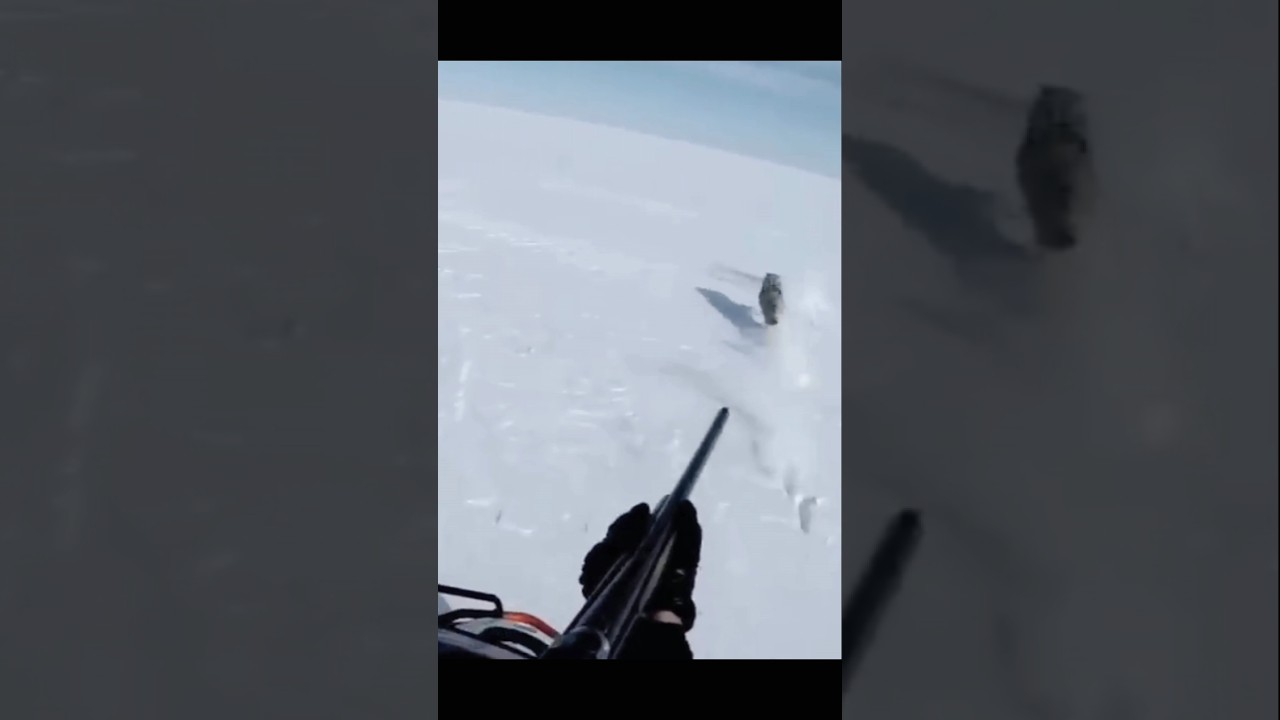 Охотились сидя в машине#chasse #amazing #great #hunting #