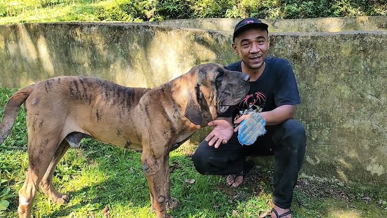 Queda de pêlos na Chacara DA pra fazer uma peruca #filabrasileiro #cachorro #pets