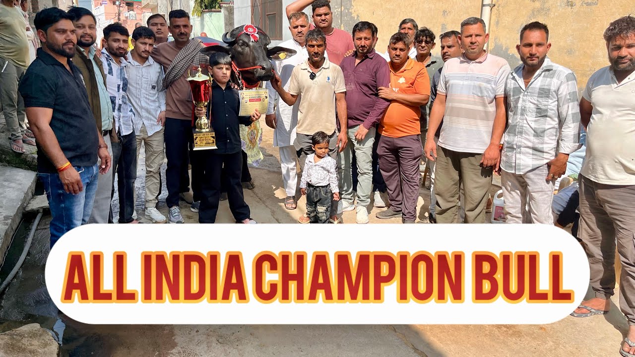 All India champions राजा बुल का माँगावास गाँव में ज़ोरदार स्वागत 