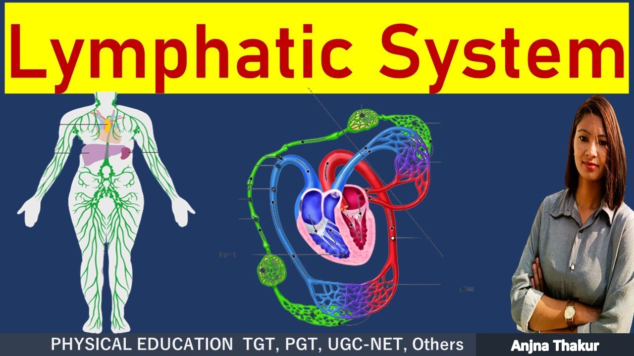 Lymphatic System | Lymph | Lymph Nodes | Lymph Vessels | Anatomy