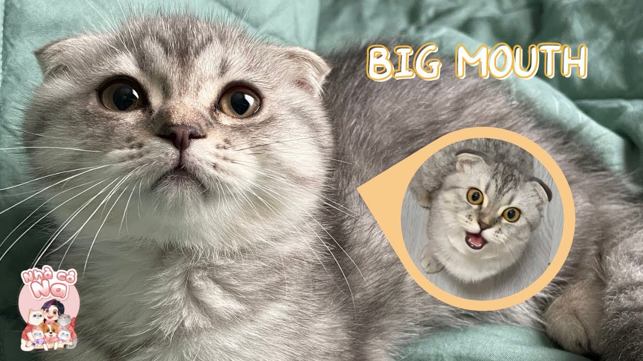 Baby Mon with a talkative mouth | Bé Mon với cái miệng quá trời nhiều chuyện